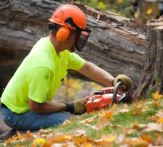 tree services Loretto